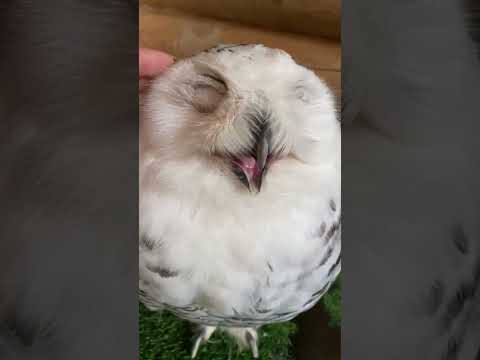 Милая сова ОБОЖАЕТ массаж  #cute #Owls #Shorts - Популярные видеоролики!