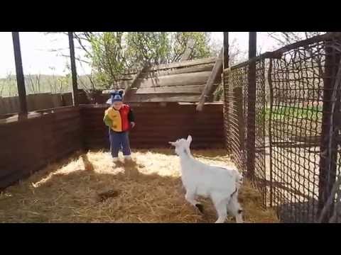 Домашние животные.Козлята.Home Animals.Goats - Популярные видеоролики!