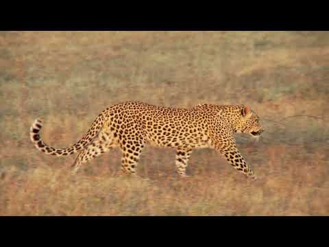 Дикие Кошки - 🐆 Удивительная Природа 🦁 - Интересное видео - Популярные видеоролики!