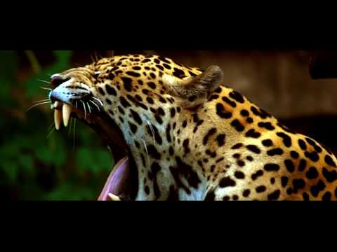 ЯГУАР - ИНТЕРЕСНЫЕ ФАКТЫ О ЖИВОТНЫХ / Jaguar animal - Популярные видеоролики!