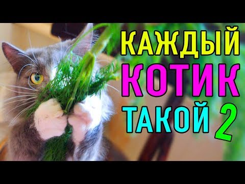 КАЖДЫЙ КОТИК ТАКОЙ 2 | ПАРОДИЯ Magic Pets - Популярные видеоролики!