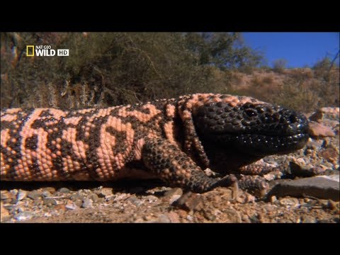 Самые опасные животные -  От пустыни до саванны HD - Популярные видеоролики!