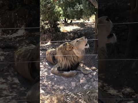 Как кричит Царь зверей Лев  #animals #cat #lion - Популярные видеоролики!