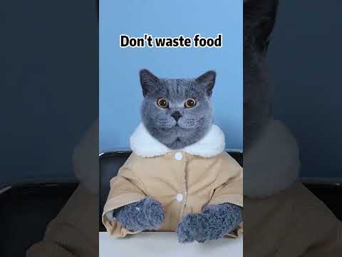 Play The Video Backwards, Food Is Sucked Back😏🍦 | Don't Waste Food  #funnycat #catsoftiktok  #shorts - Популярные видеоролики!