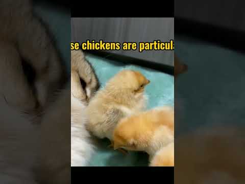 Дружба кота и цыплят - Популярные видеоролики!