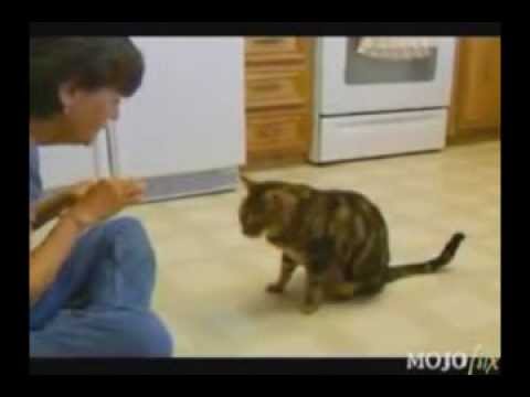 Подборка умных котов - Популярные видеоролики!