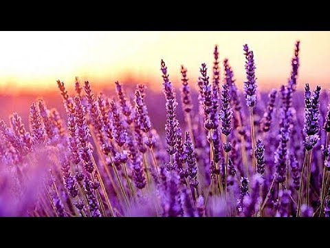 Relaxing Music for Stress Relief. Meditation Music. Sleep Music. Healing Therapy, Spa - Популярные видеоролики!