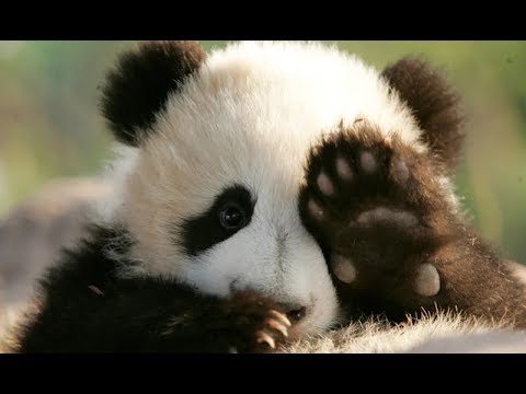 ПОПРОБУЙ НЕ ЗАСМЕЯТЬСЯ 🔴 Смешные Приколы с Животными до слез, Смешные панды - Популярные видеоролики!