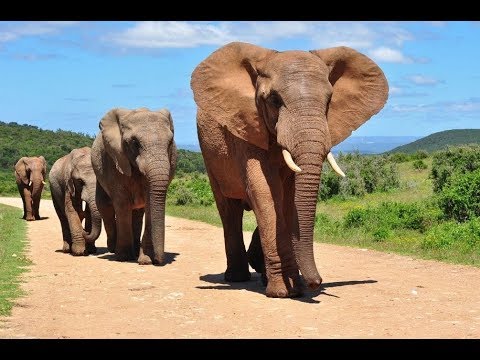Удивительный мир животных 4 серия - Популярные видеоролики!