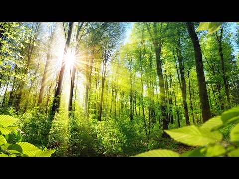 Relaxing Music for Stress Relief. Calm Celtic Music for Meditation, Healing Therapy, Sleep, Yoga - Популярные видеоролики!
