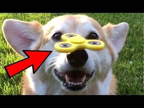 Собачки и спиннер - подборка смешных видео с собачками. NEW - Популярные видеоролики!