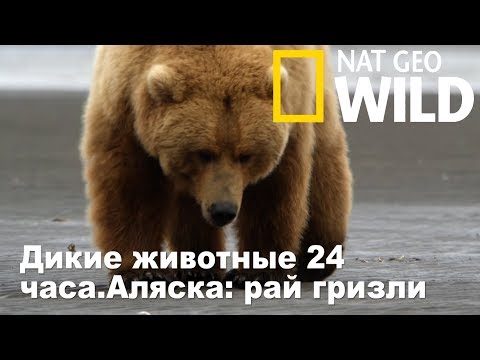 Nat Geo Wild: Дикие животные 24 часа.Аляска: рай гризли / Wild 24 - Популярные видеоролики!