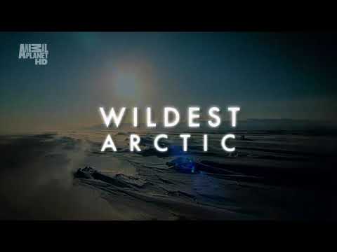 Суровая Арктика   Ледяная пустыня  Мир природы, дикие животные  #Документальный фильм  Animal Planet - Популярные видеоролики!