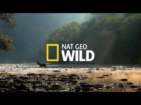 Дикая природа Чили (Жизнь без воды) - Популярные видеоролики!