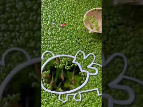 Axolotl Portal 🦎 - Популярные видеоролики!