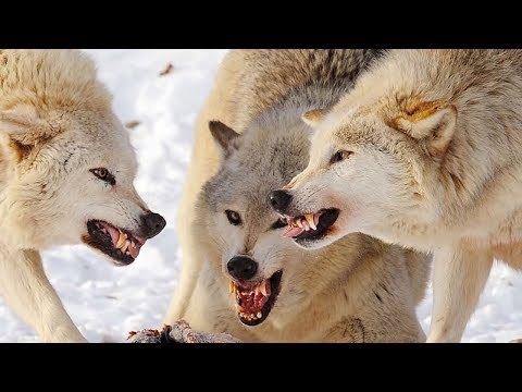 Интересные факты - волки - Популярные видеоролики!