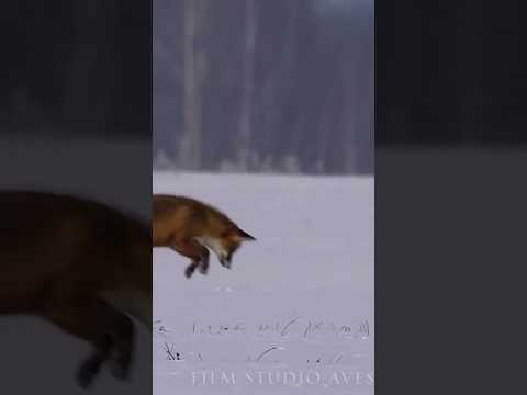 What is the fox doing? #wildlife #animals #cuteanimals - Популярные видеоролики!