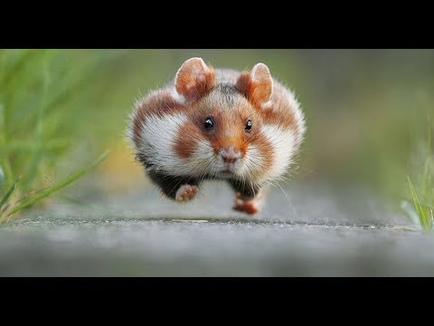 Лучшие Приколы про животных | Подборка самых смешных видео про животных - Популярные видеоролики!
