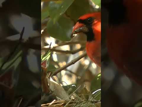 Красный кардинал. Самые красивые птички #shorts - Популярные видеоролики!