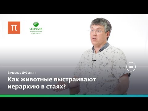 Мозг лидеров и мозг подчиненных — Вячеслав Дубынин - Популярные видеоролики!