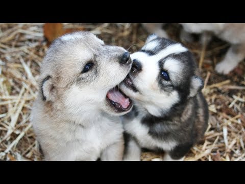 Смешные Собаки и Щенки - 🐕 Любимые питомцы 🐶 - Подборка весёлых моментов! - Популярные видеоролики!