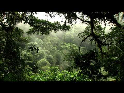 Водная жизнь - [13_26] Вода в джунглях - Популярные видеоролики!
