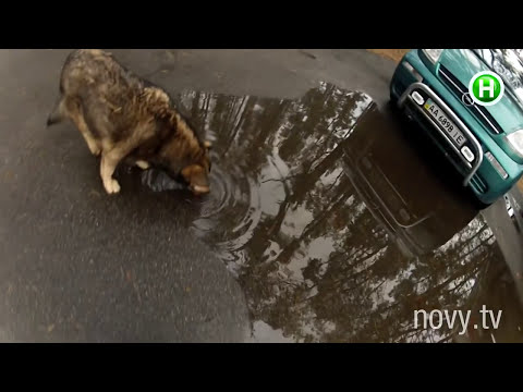 Как живут собаки в приютах? - Абзац! - 16.11.2015 - Популярные видеоролики!