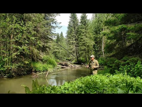 Рыбалка на небольшой лесной речке #433 - Популярные видеоролики!