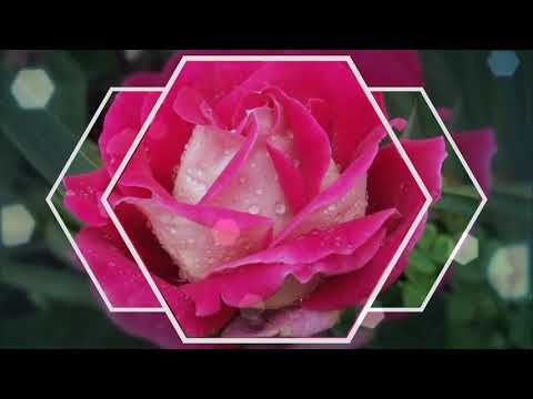Розы.  Красивая музыка для души - Популярные видеоролики!