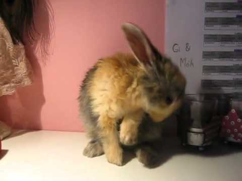 Cute little rabbits cleaning itself! - Популярные видеоролики!