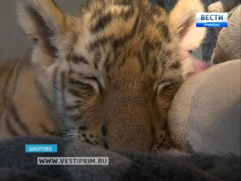 В Шкотово дома у ветеринара подрастает маленький  Шерхан — детеныш тигров  Амура и Уссури - Популярные видеоролики!