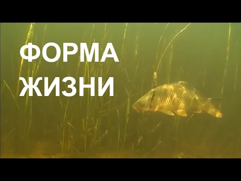 ФОРМА ЖИЗНИ LIFE FORM - Популярные видеоролики!