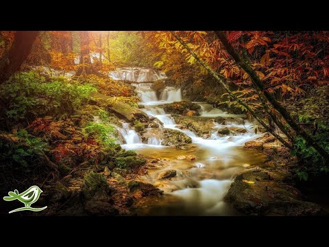 Relaxing Fantasy Music • Calm Harp Music for Sleep and Stress Relief (Forest Whisper) - Популярные видеоролики!
