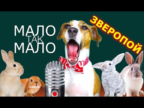 ЕГОР КРИД - МАЛО ТАК МАЛО СОБАКА ДЖИНА ПОЁТ ЗВЕРОПОЙ | Elli Di Pets - Популярные видеоролики!