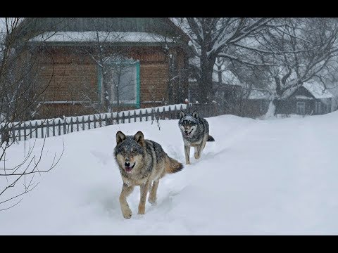 Наблюдение за дикими волками в деревне с вышки [Чернобыльская зона] | Film Studio Aves - Популярные видеоролики!