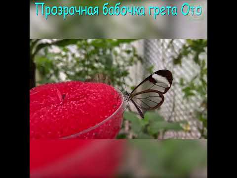 Прозрачная или стеклянная бабочка Greta oto #Shorts - Популярные видеоролики!