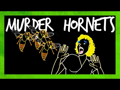 Should You Panic About Murder Hornets? - Популярные видеоролики!