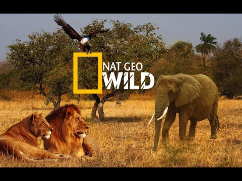 Nat Geo Wild. Мир Документальных Фильмов - Популярные видеоролики!