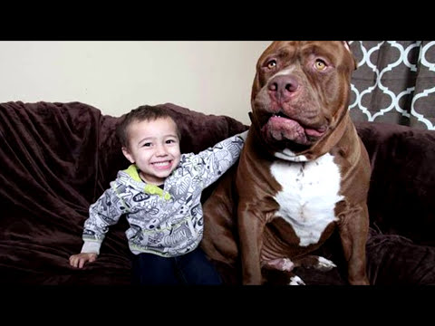 5 реально гигантских собак! – Самые большие собаки в мире - Популярные видеоролики!