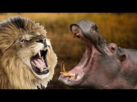 Бегемот против льва. Кто сильнее бегемот или лев? - Популярные видеоролики!