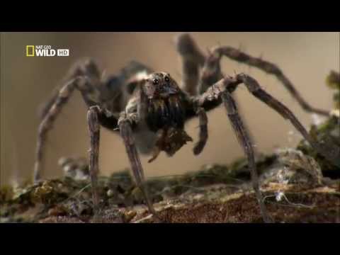 Супер паук / Super Spider (2012) - Популярные видеоролики!