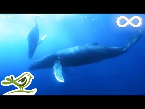 The Meditative Sounds of the Sea • Deep Underwater - Популярные видеоролики!