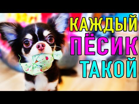 КАЖДЫЙ ПЕСИК ТАКОЙ | ПАРОДИЯ Magic Pets - Популярные видеоролики!
