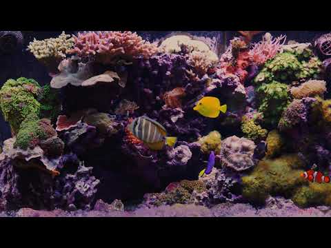 Тропический аквариум / Tropical Aquarium (4K 30:59) - Популярные видеоролики!