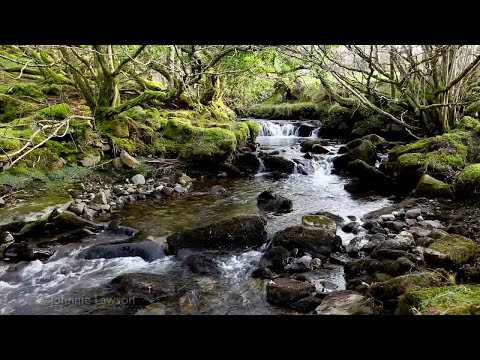 Forest River Nature Sounds-Mountain Stream Waterfall-8 Hr Relaxing Birds & Water Sounds for Sleeping - Популярные видеоролики!