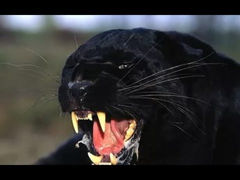 Чёрный леопард - в поисках легенды - Популярные видеоролики!