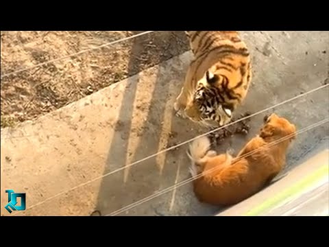 Собака Упала в Вольер к Тигру / Сумасшедшие Битвы Животных Снятые На Камеру - Популярные видеоролики!