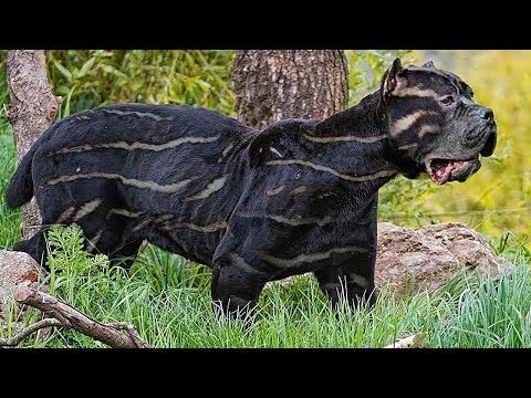 10 Самых Редких Пород Собак в Мире - Популярные видеоролики!