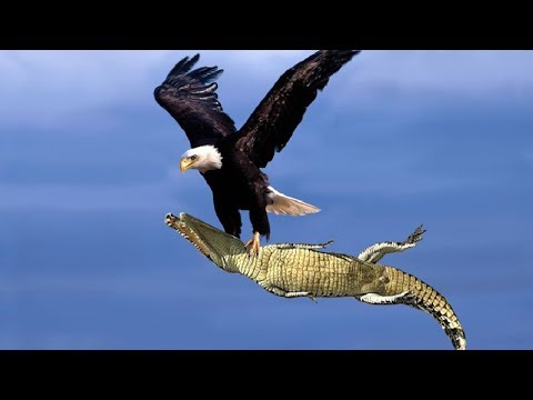 The Best Of Eagle Attacks 2018 - Most Amazing Moments Of Wild Animal Fights! Wild Discovery Animals - Популярные видеоролики!