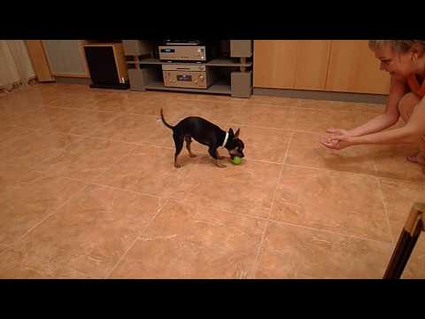 chihuahua bailando - Популярные видеоролики!